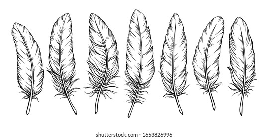 Sketch feathers set. Drawing bird feather, isolated. Vector illustration.