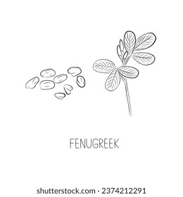 Sketch Fenugreek Simple Vector Illustration in Doodle Style