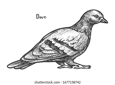 Sketch of feral pigeon or domestic dove. Columbidae wildlife short neck flying animal, peace sign or symbol. Plumage and flock, wing. Retro mascot or vintage tattoo. Biology book illustration