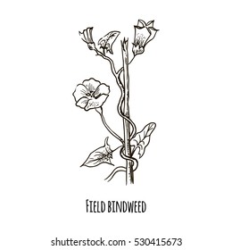 Sketch of Field bindweed. Hand drawn botanical vector illustration