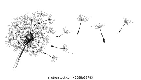 The sketch of field dandelion. 
