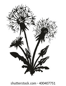 Sketch of field dandelion. 
