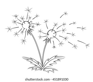 Sketch of field dandelion.