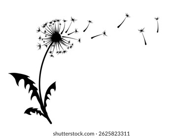 The sketch of field dandelion with flying seeds.
