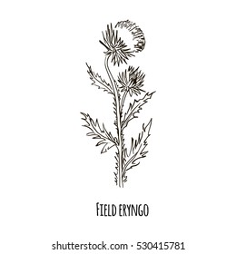 Sketch of Field eryngo. Hand drawn botanical vector illustration