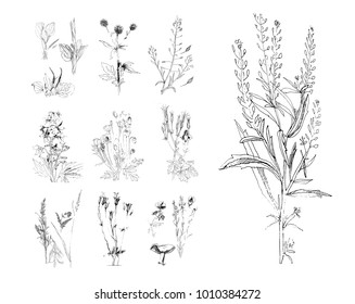 Sketch of a field flower in the style of an engraving print. Hand drawing, black and white graphics. Set