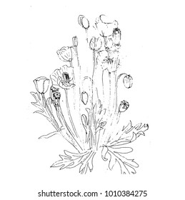 Sketch of a field flower in the style of an engraving print. Hand drawing, black and white graphics. Poppy