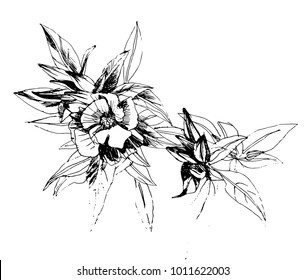 Sketch of a field flower in the style of an engraving print. Hand drawing, black and white graphics. Peony