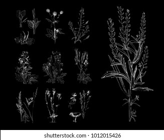 Sketch of a field flower in the style of an engraving print. Hand drawing, black and white graphics. Set