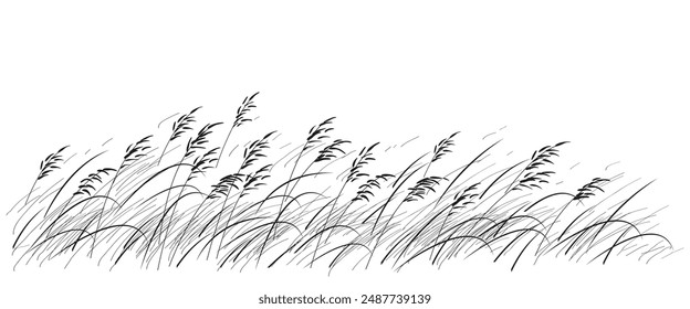 Sketch of field with wild cereals and grasses.
Hand drawn fragment of meadow plants and wild herbs isolated on white background. Monochrome vector illustration.
