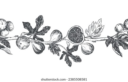 Sketch of a fig using engraving technique. Vector seamless border of fruits and leaves on a white background. Vintage black and white hand drawing. Best suited for menus and kitchen design.