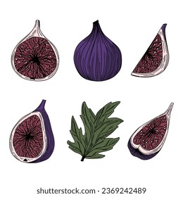 Sketch fig vector. Hand drawn colored fruit and half fruit. Summer food Great for label, poster, print, menu	
