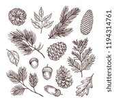 Sketch fir branches. Acorns and pine cones. Christmas, winter and autumn forest elements. Hand drawn vintage vector isolated set. Illustration of nature decoration drawing fir