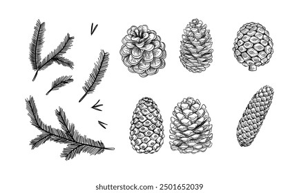 Sketch of fir branches and cones. Hand drawn illustration converted to vector