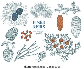 Sketch firs elements collection with pine cupressus cedar spruce redwood branches twigs and cones isolated vector illustration