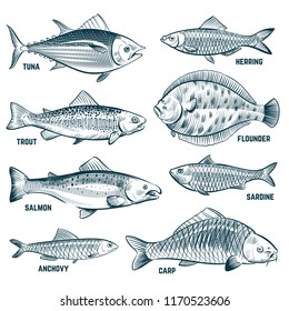 Hake Fish Diagram Wiring Diagrams Folder