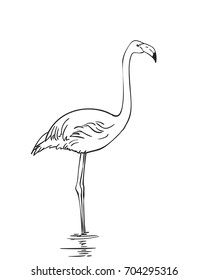 Sketch of flamingo, Hand drawn vector illustration isolated on white background