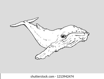 Sketch floating whale. Hand-drawn.