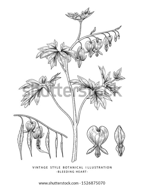 Botanical Illustration Bleeding Heart Flower Drawing - Download