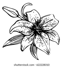 Similar Images, Stock Photos & Vectors of Sketch floral blooming lily ...