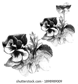 Sketch Floral Botany.  Black and white with line art on white backgrounds. Hand Drawn Botanical Illustrations.Vintage style.