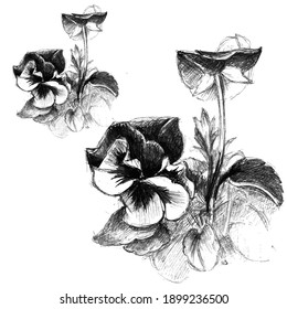 Sketch Floral Botany.  Black and white with line art on white backgrounds. Hand Drawn Botanical Illustrations.Vintage style.