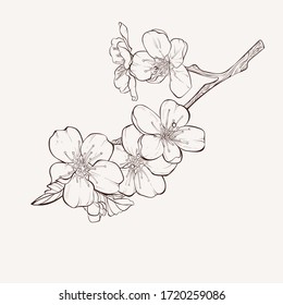 Apple Blossom Drawing High Res Stock Images Shutterstock