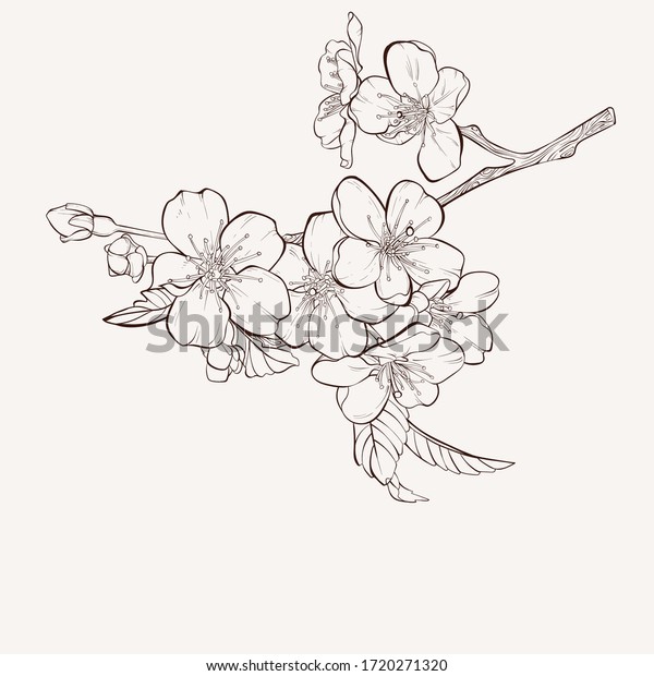 Sketch Floral Botany Collection Apple Tree Stock Vector (Royalty Free ...