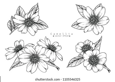 Sketch Floral Botany Collection. Camellia flower drawings. Black and white with line art on white backgrounds. Hand Drawn Botanical Illustrations. 