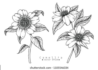 Sketch Floral Botany Collection. Camellia flower drawings. Black and white with line art on white backgrounds. Hand Drawn Botanical Illustrations. 