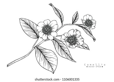 Sketch Floral Botany Collection. Camellia flower drawings. Black and white with line art on white backgrounds. Hand Drawn Botanical Illustrations. 