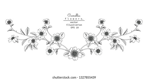Sketch Floral Botany Collection. Camellia flower drawings. Black and white with line art on white backgrounds. Hand Drawn Botanical Illustrations.Vector.