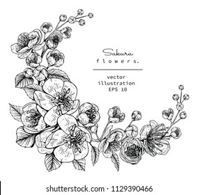 Sketch Floral Botany Collection. Cherry blossom Sakura flower drawings. Black and white with line art on white backgrounds. Hand Drawn Botanical Illustrations.Vector.