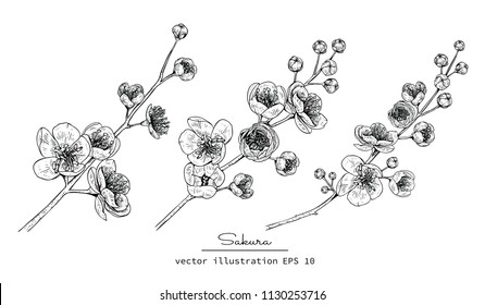 Sketch Floral Botany Collection. Cherry blossom Sakura flower drawings. Black and white with line art on white backgrounds. Hand Drawn Botanical Illustrations.Vector.