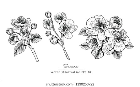 Sakura Drawing Images Stock Photos Vectors Shutterstock