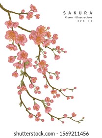 Sketch Floral Botany Collection. Cherry blossom flower drawings. Beautiful line art on white backgrounds. Hand Drawn Botanical Illustrations. Nature Vector.