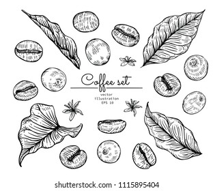 Sketch Floral Botany Collection. Coffee bean, leaf berries and flower drawings. Black and white with line art on white backgrounds. Hand Drawn Botanical Illustrations.Vector.