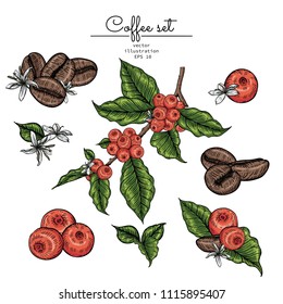 Sketch Floral Botany Collection. Coffee bean, leaf berries and flower drawings. line art on white backgrounds. Hand Drawn Botanical Illustrations.Vector.