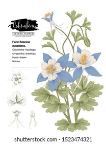 Sketch Floral Botany Collection. 
 Columbine flower (Aquilegia chrysantha) drawings. Invitation card template. Hand Drawn Botanical Illustrations. Nature Vector.