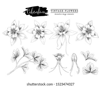 Sketch Floral Botany Collection. 
 Columbine flower (Aquilegia chrysantha) drawings. Black and white with line art on white backgrounds. Hand Drawn Botanical Illustrations. Nature Vector.