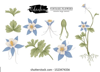 Sketch Floral Botany Collection.  Columbine flower (Aquilegia chrysantha) drawings. Beautiful line art on white backgrounds. Hand Drawn Botanical Illustrations. Nature Vector.
