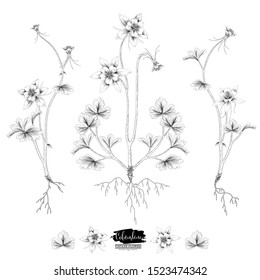 Sketch Floral Botany Collection. 
 Columbine flower (Aquilegia chrysantha) drawings. Black and white with line art on white backgrounds. Hand Drawn Botanical Illustrations. Nature Vector.