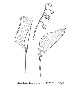 Sketch Floral Botany Collection. Convallaria (lily of the valley) spring flower drawings. Black and white with line art on white background. Hand Drawn Botanical Illustrations. 