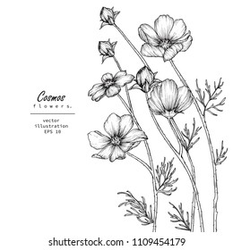 
Sketch Floral Botany Collection. Cosmos flower drawings. Black and white with line art on white backgrounds. Hand Drawn Botanical Illustrations.
