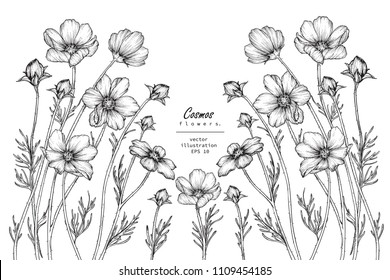 
Sketch Floral Botany Collection. Cosmos flower drawings. Black and white with line art on white backgrounds. Hand Drawn Botanical Illustrations.
