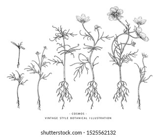 Sketch Floral Botany Collection. Cosmos flower drawings. Black and white with line art on white backgrounds. Hand Drawn Botanical Illustrations.Nature Vector.