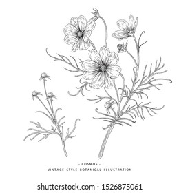 Sketch Floral Botany Collection. Cosmos flower drawings. Black and white with line art on white backgrounds. Hand Drawn Botanical Illustrations.Nature Vector.