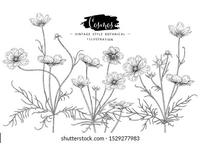 Sketch Floral Botany Collection. Cosmos flower drawings. Black and white with line art on white backgrounds. Hand Drawn Botanical Illustrations.Nature Vector.