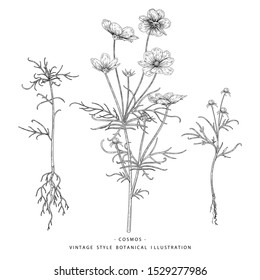 Sketch Floral Botany Collection. Cosmos flower drawings. Black and white with line art on white backgrounds. Hand Drawn Botanical Illustrations.Nature Vector.