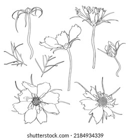 Sketch Floral Botany Collection. Cosmos flower drawings. Black and white with line art on white backgrounds. Hand Drawn Botanical Illustrations.